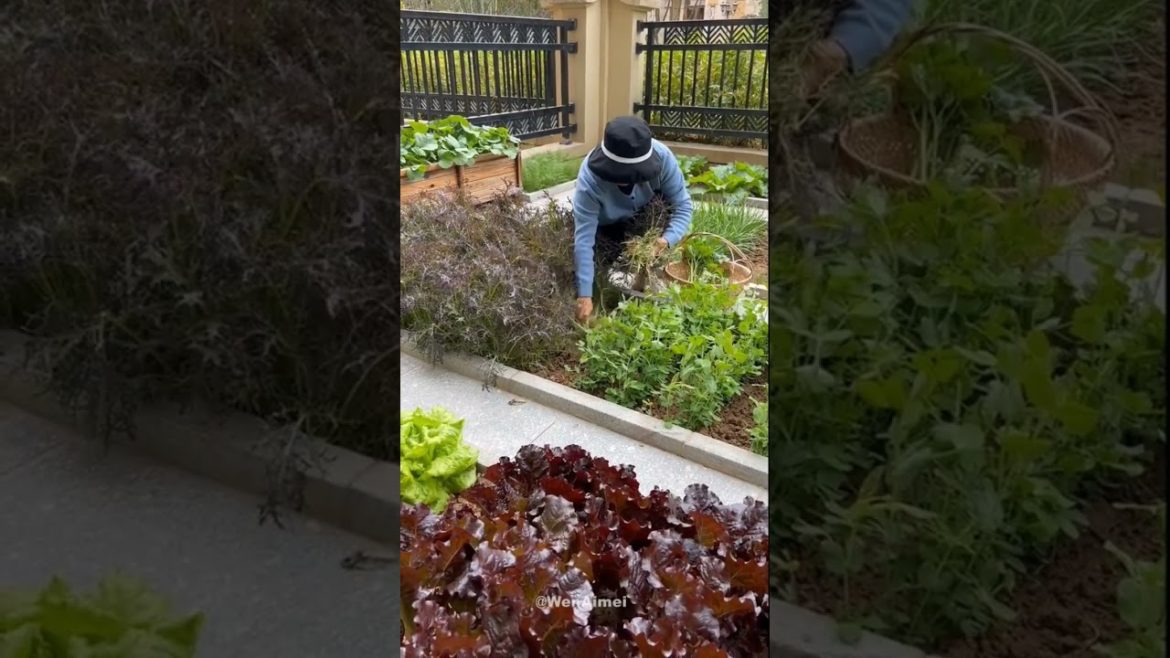 Beautiful Nature with Rural Life #shorts #naturalife #rurallife