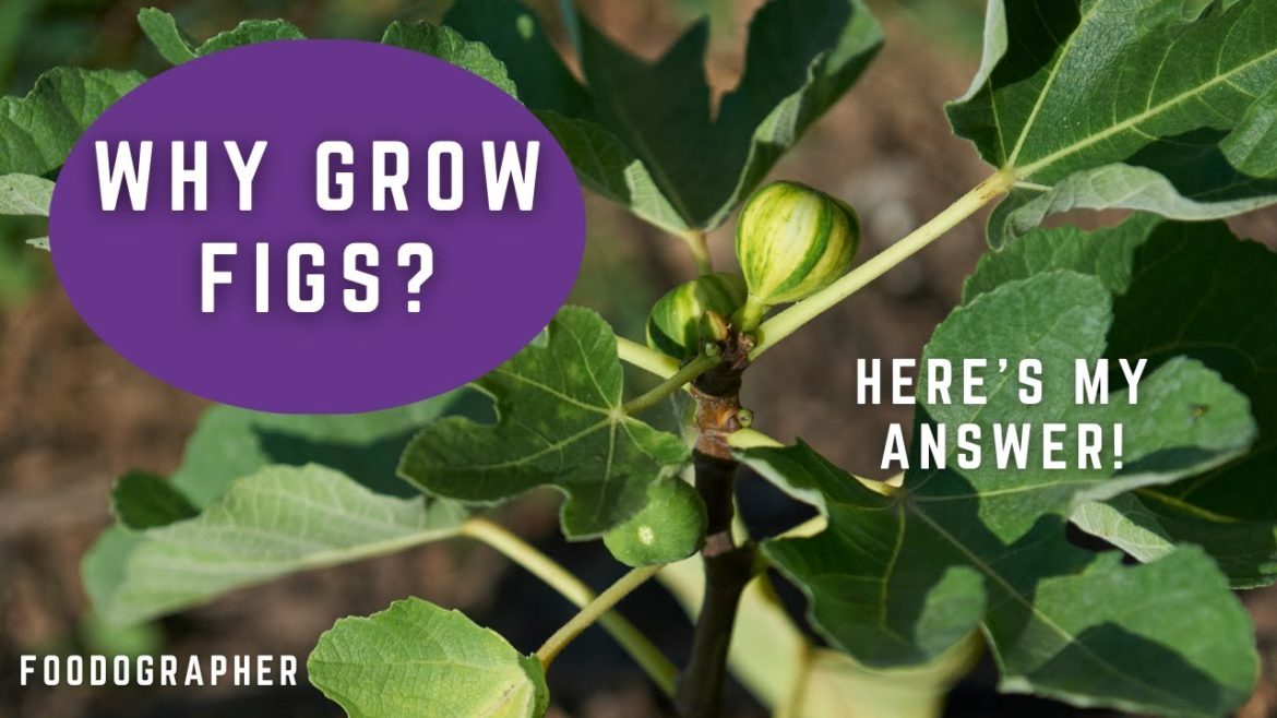Why Grow Figs? Here's My Answer!