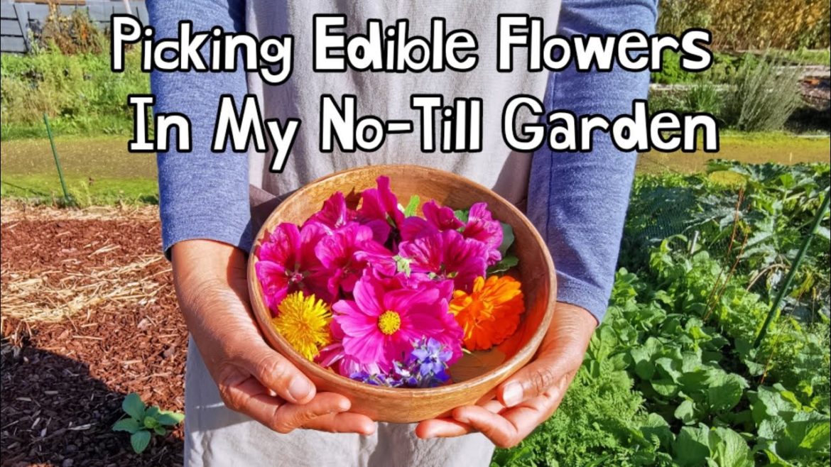 Picking Edible Flowers In My No- Till Garden | Edible Flowers | A happy meal