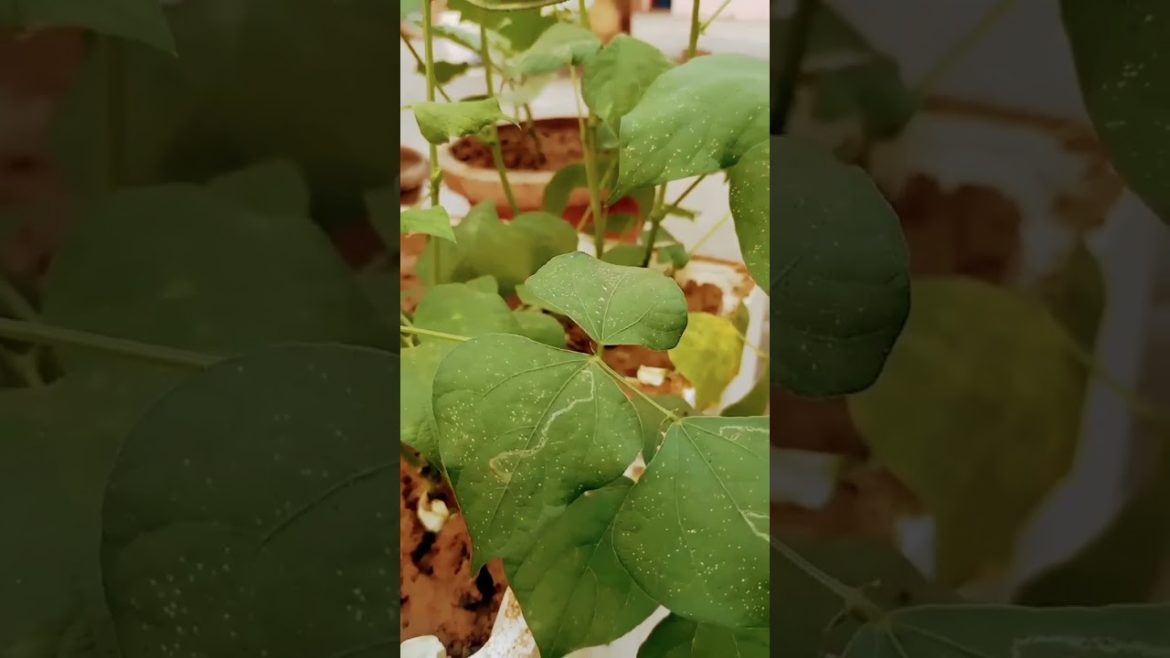 sem Plant grow #grow plants