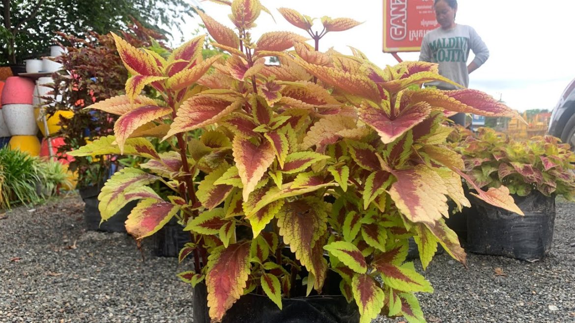 Growing Yellow and brown Coleus Garden Tips.