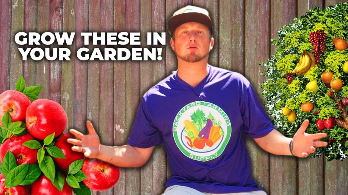 3 Reasons To Grow Fruiting Plants For A Better Garden 3 Reasons To Grow Fruiting Plants For A Better Garden