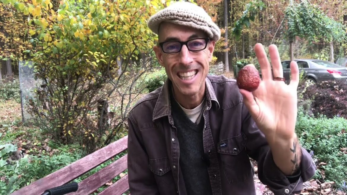 JUJUBE – THE CANDY FRUIT! JUJUBE - THE CANDY FRUIT!