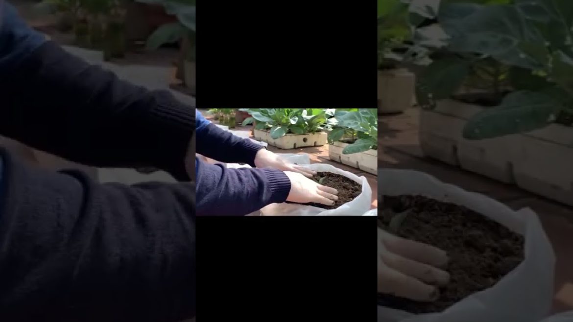 How to Grow Cabbage in the Yard #shots