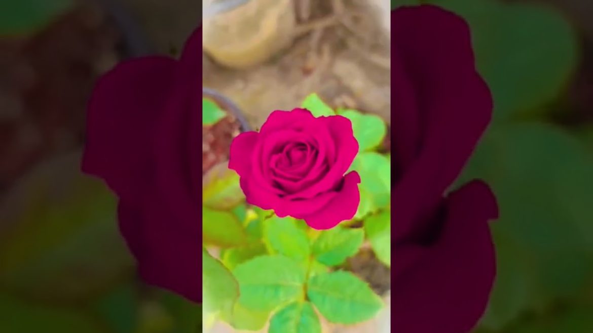Beautiful Pink rose at my garden #short #gardeningpointds