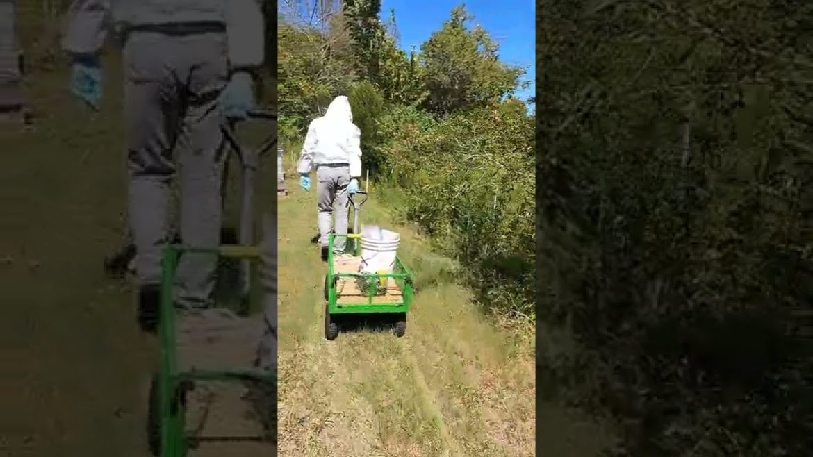 The Bee Wagon #Shorts