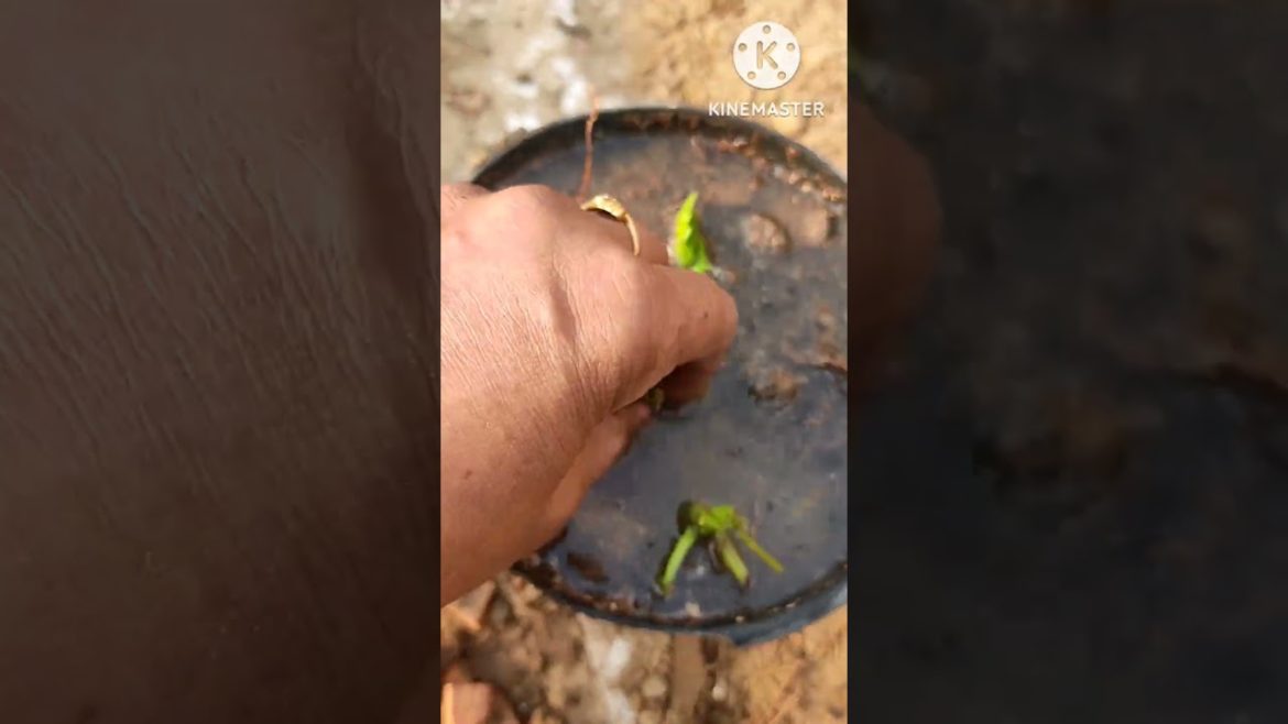 धान की फसल की तरह लगाएं धनिया l नए तरीके से धनिया लगाएं l planting dhaniya with new way #dhania #how