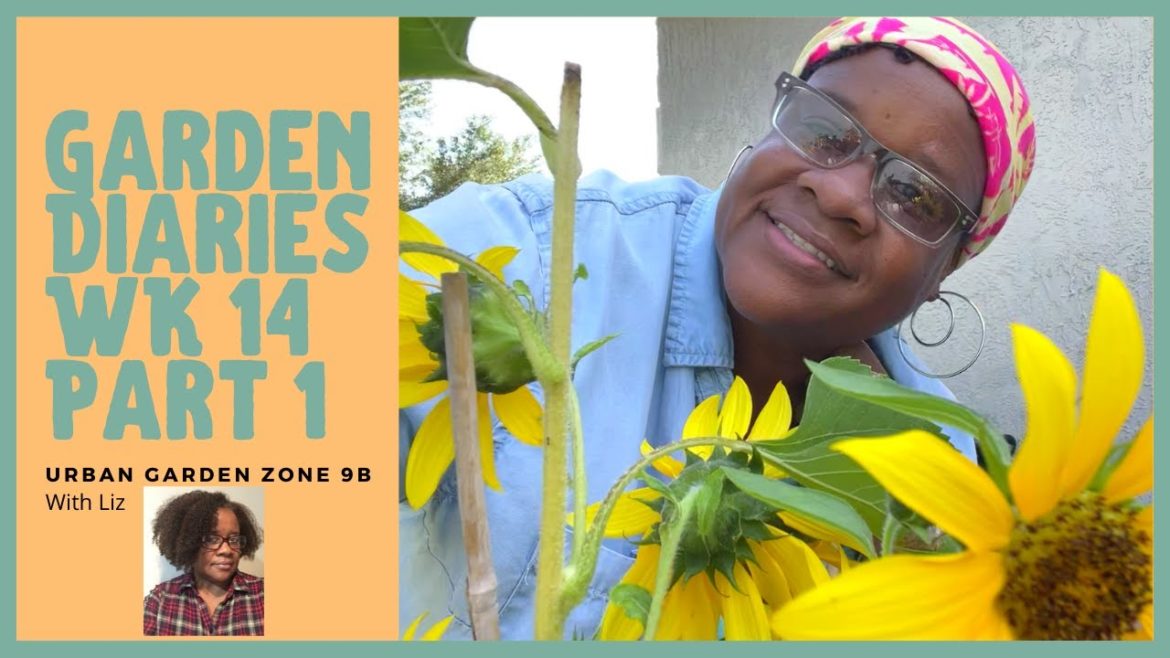 Container Garden Diaries Wk 14 Part 1 Documenting Our Garden Journey Small Space Gardening Zone 9b