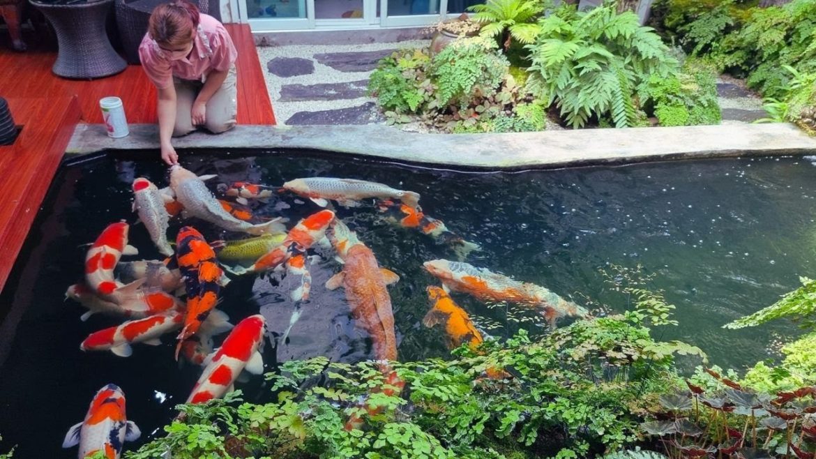 Most Beautiful Garden Koi Pond Design | Happiest Jumbo Koi Fish in Villa