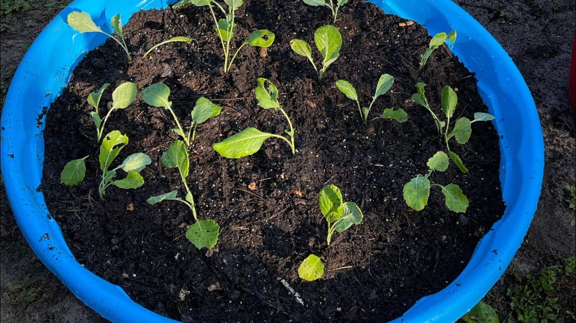 Gardening for Beginners: $6 Kiddie Pool Raised Bed | Cheap | Container Garden Ideas Gardening for Beginners: $6 Kiddie Pool Raised Bed | Cheap | Container Garden Ideas
