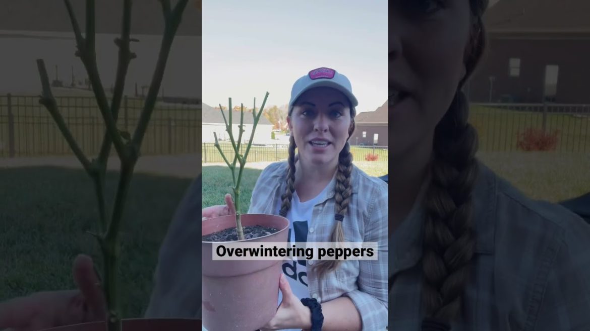 How to Overwinter Pepper Plants