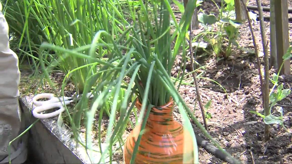 Garden Tips Edmonton Garden Tips Edmonton