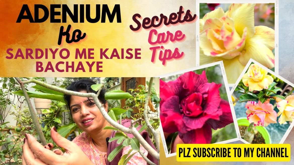 Adenium Ko Sardiyo Me Kaise Bachaye / Winter Care Tips For Adenium Plants,Lifescapes With Kusum !