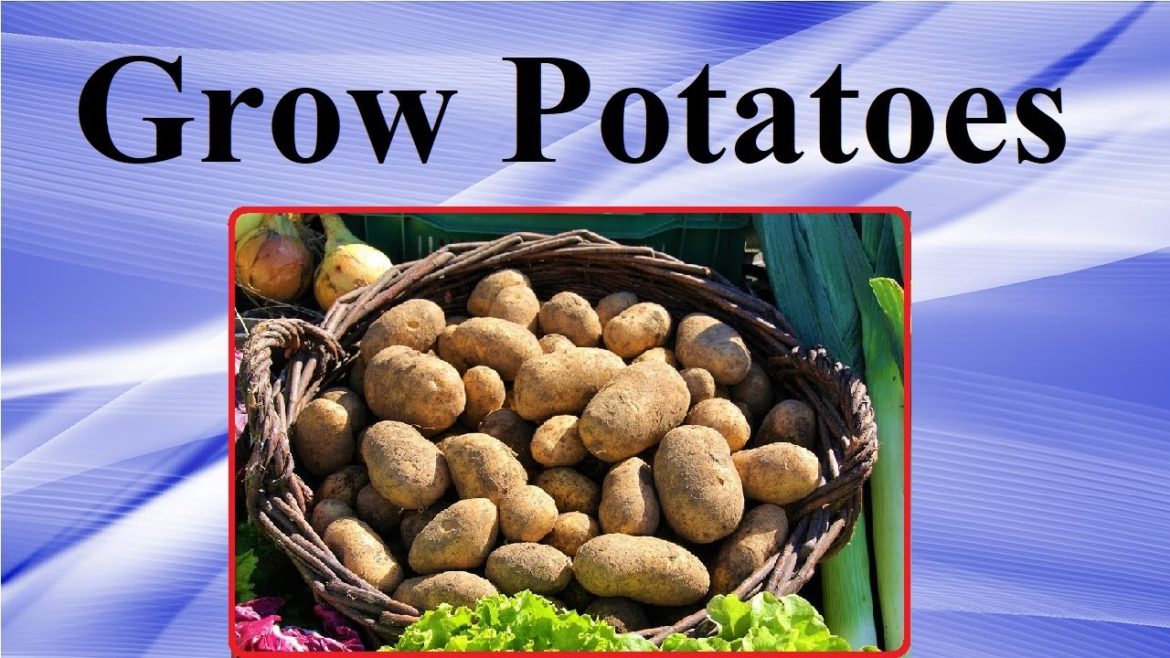Grow Potatoes In Your Backyard Garden - (Tips and Tricks) - Off the Grid Gardening