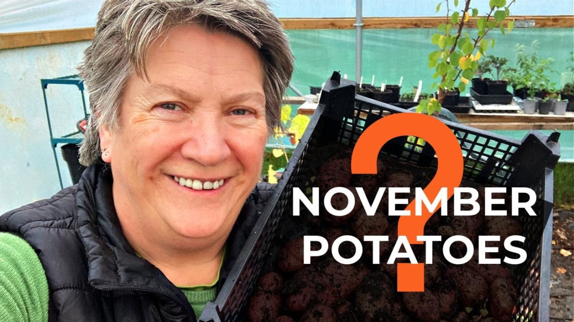 Potato Reveal | Results of container grown potatoes | Autumn harvest Potato Reveal | Results of container grown potatoes | Autumn harvest