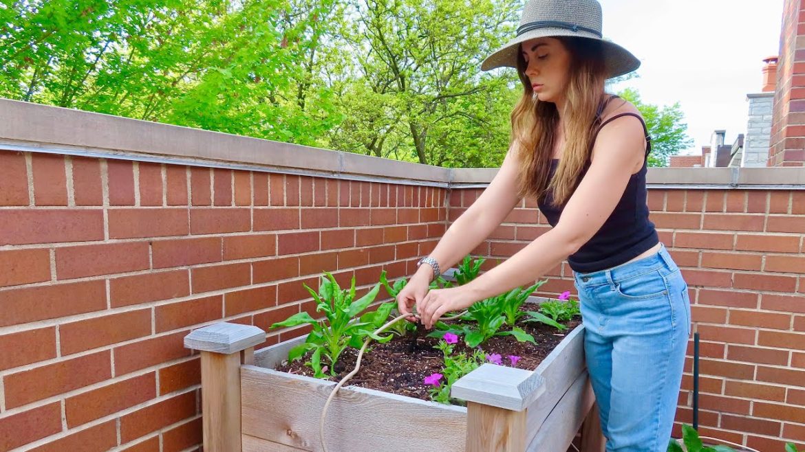 Setting Up Drip Irrigation in My Container Garden Setting Up Drip Irrigation in My Container Garden