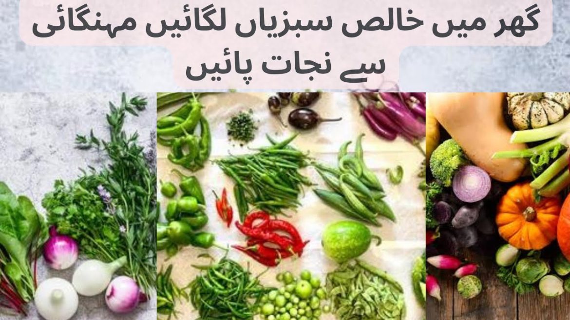 How to grow organic vegetables at home || home gardening@pak village routine How to grow organic vegetables at home || home gardening@pak village routine