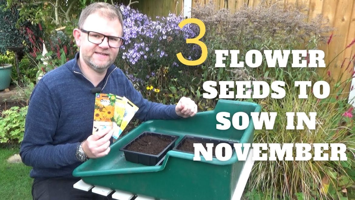 3 Flower Seeds to Sow in November | What to Sow in November | Autumn Seed Sowing | Plant Propagation