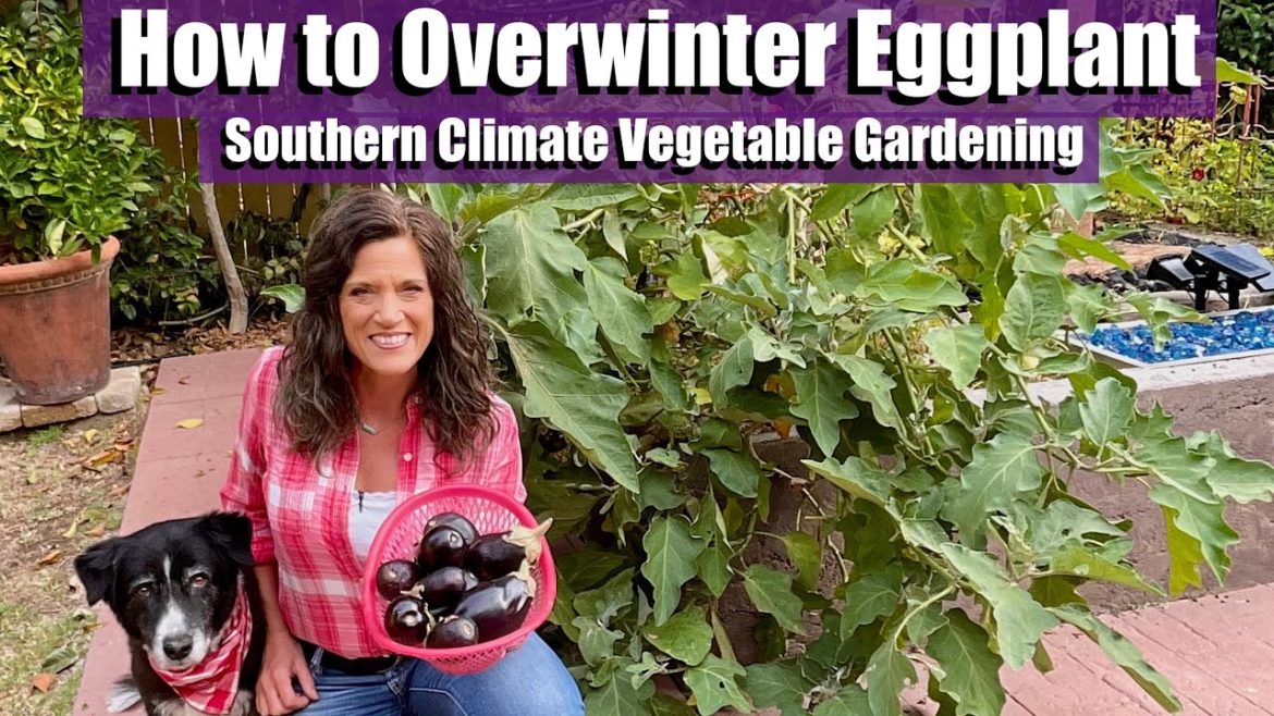 How to Overwinter Eggplant – Grow the Same Plant Next Spring! /Southern Climate Vegetable Gardening How to Overwinter Eggplant - Grow the Same Plant Next Spring! /Southern Climate Vegetable Gardening