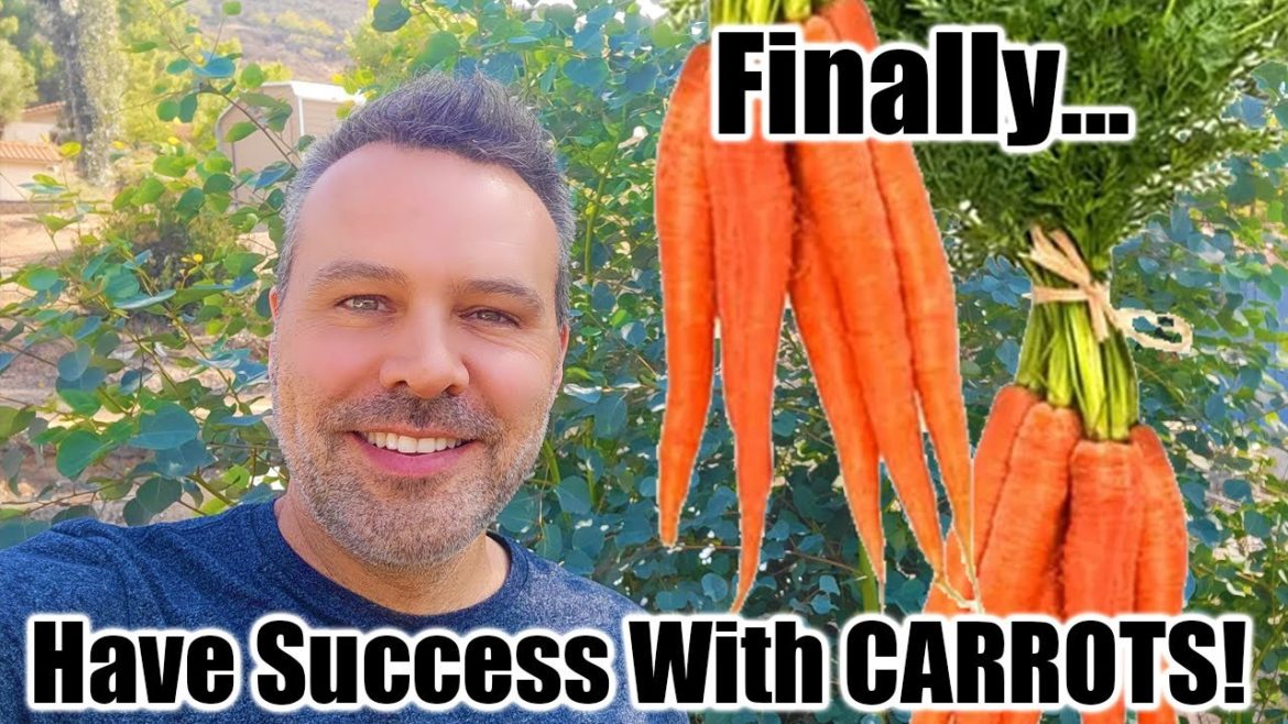 How to Grow Carrots and Beets From Seed... and Have Success!