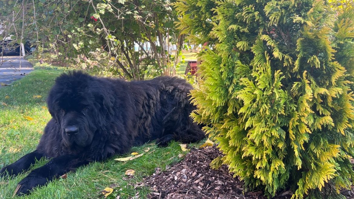 From container to garden ||| Transplanting a showstopper evergreen