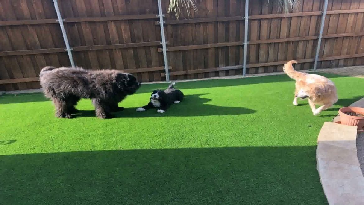 Backyard Landscaping Ideas For Dogs