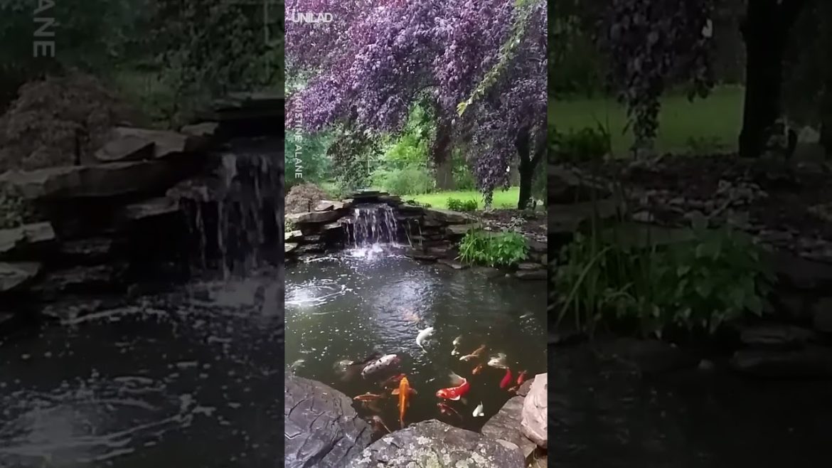 Beautiful Japanese Garden Fish Pond