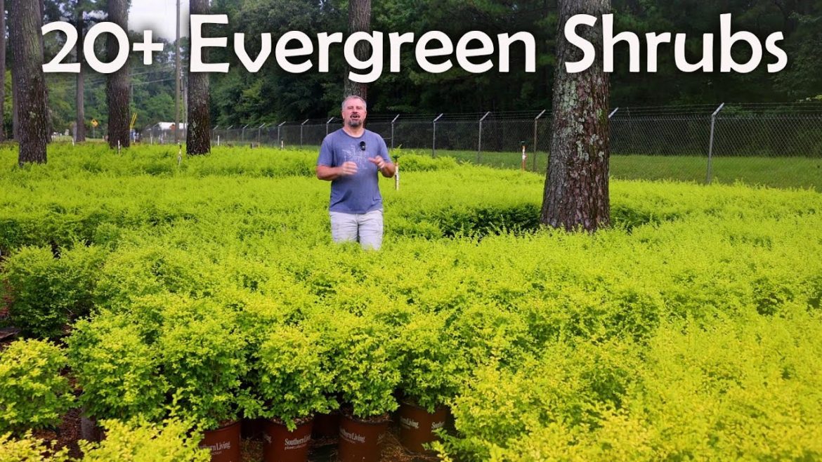 Awesome Mid-Sized Evergreen Shrubs Awesome Mid-Sized Evergreen Shrubs