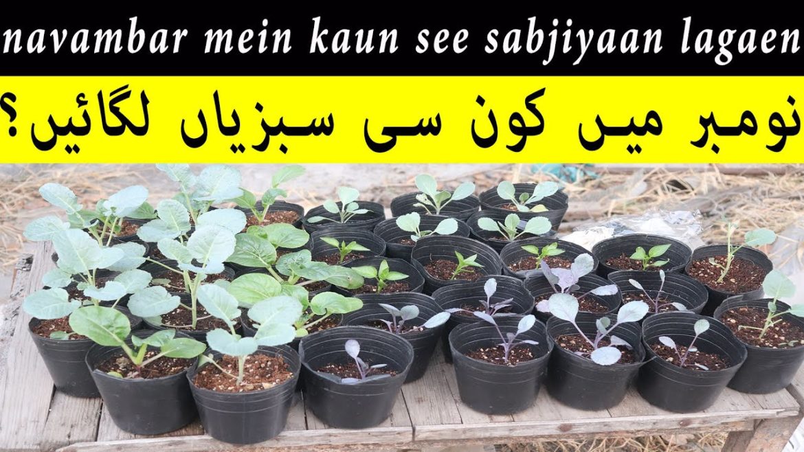 navambar mein kaun see sabjiyaan lagaenنومبر میں کون سی سبزیاں لگائیں؟
