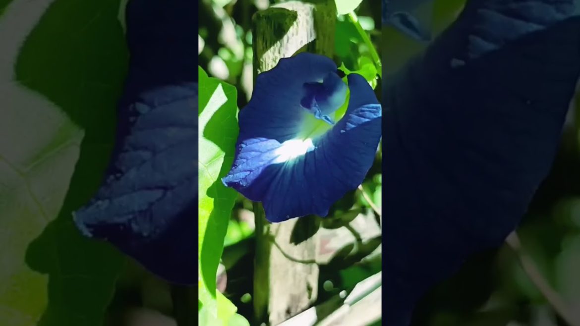 my flower garden।#flowers ।#flowergarden।#garden।#gardeningtips ।#season