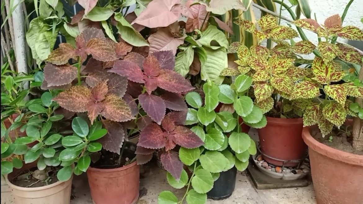 Living in high rise apartment ? For Balcony/Terrace Garden follow 8 simple steps