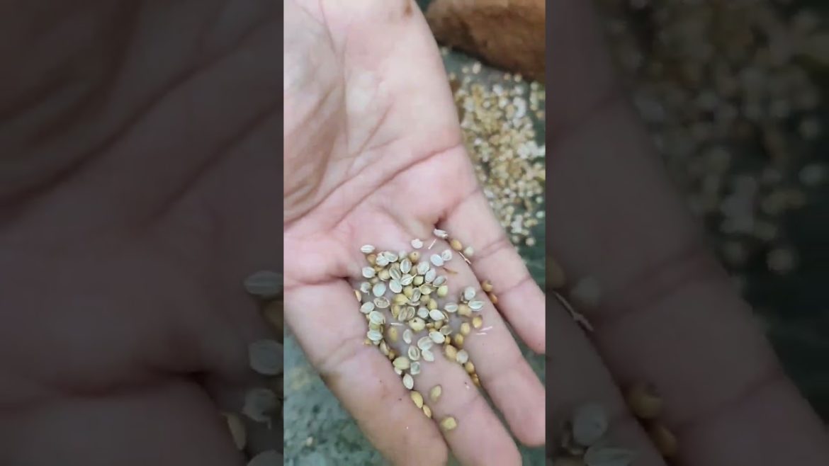 Coriander Harvest And Growing Tips
