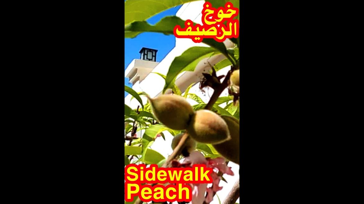 Sidewalk Peach 🥭🥭 Sidewalk Peach 🥭🥭