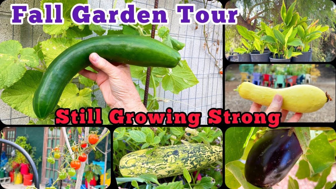 TIPS How to Grow Fall Garden Tour, Container Gardening Vegetables Tomatoes Zucchini Collard Turmeric TIPS How to Grow Fall Garden Tour, Container Gardening Vegetables Tomatoes Zucchini Collard Turmeric