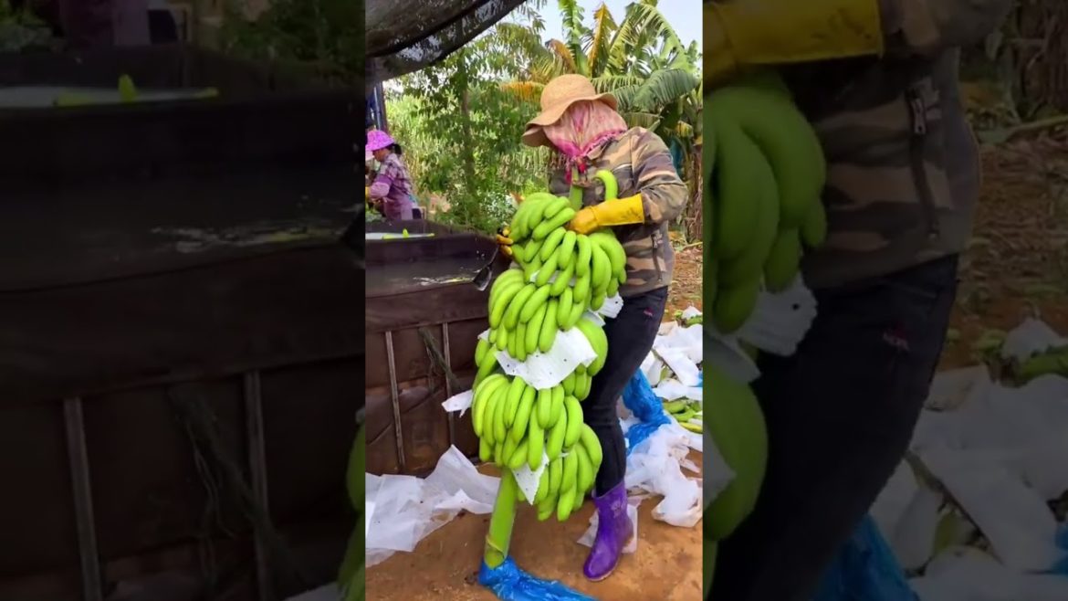 Bananas processing #shorts #gardening