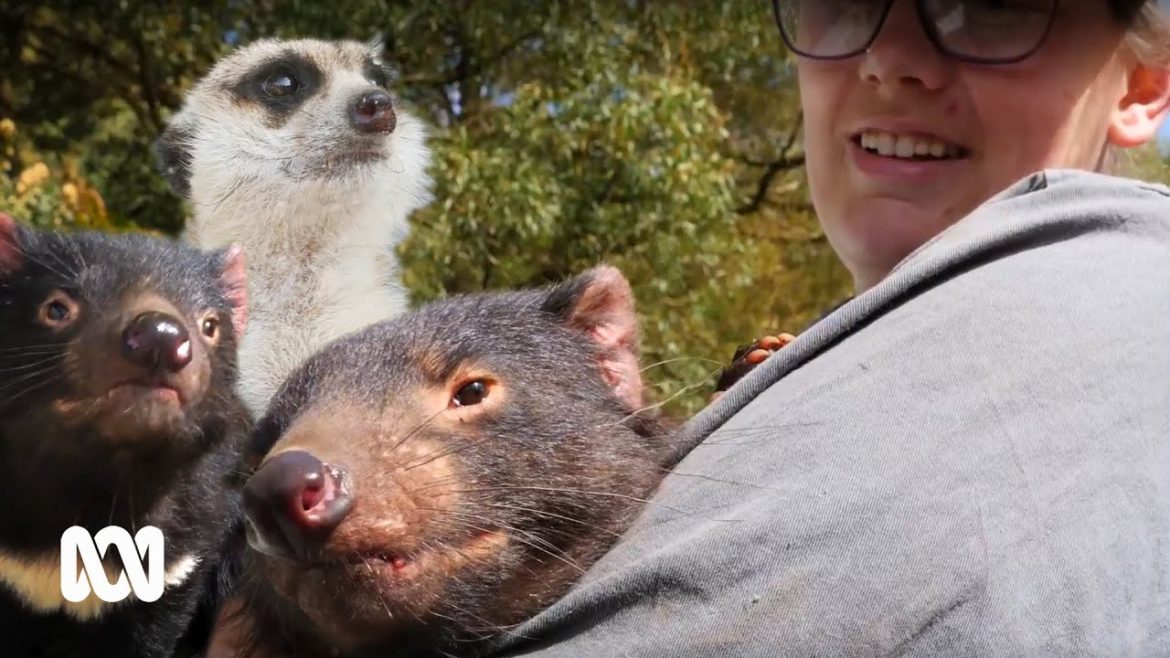 Tasmanian family weighs up future of flood-ravaged wildlife park | ABC Australia Tasmanian family weighs up future of flood-ravaged wildlife park | ABC Australia