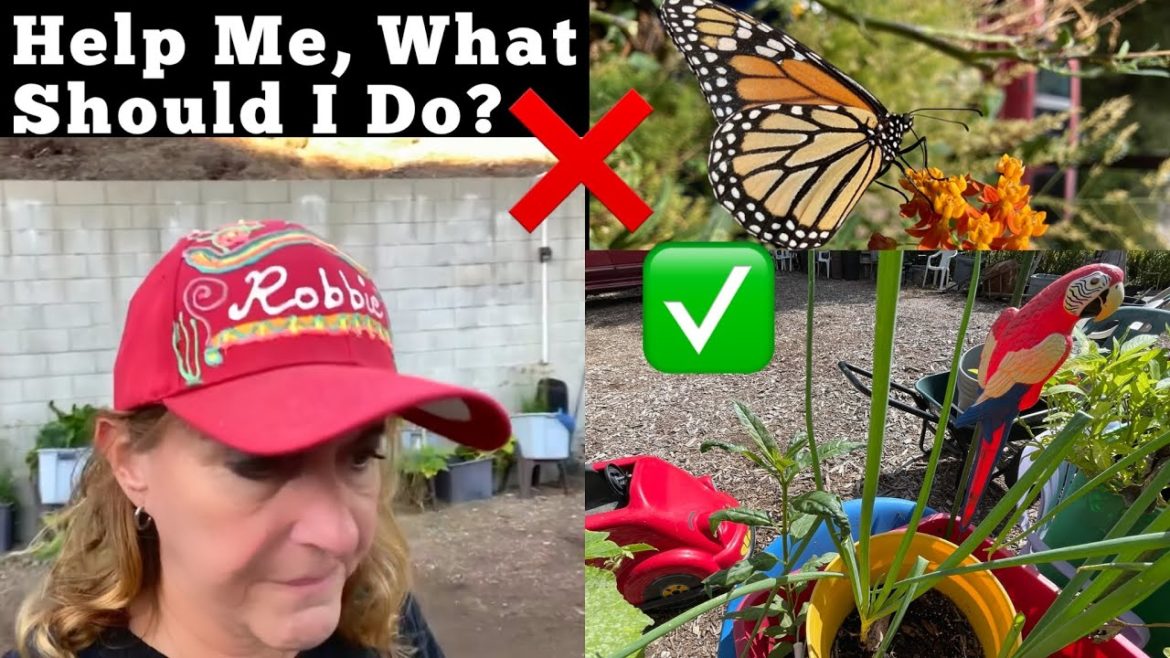 Monarch Butterflies Survival Tropical Milkweed vs Native Milkweed, Garden for Flowers Plants Nature