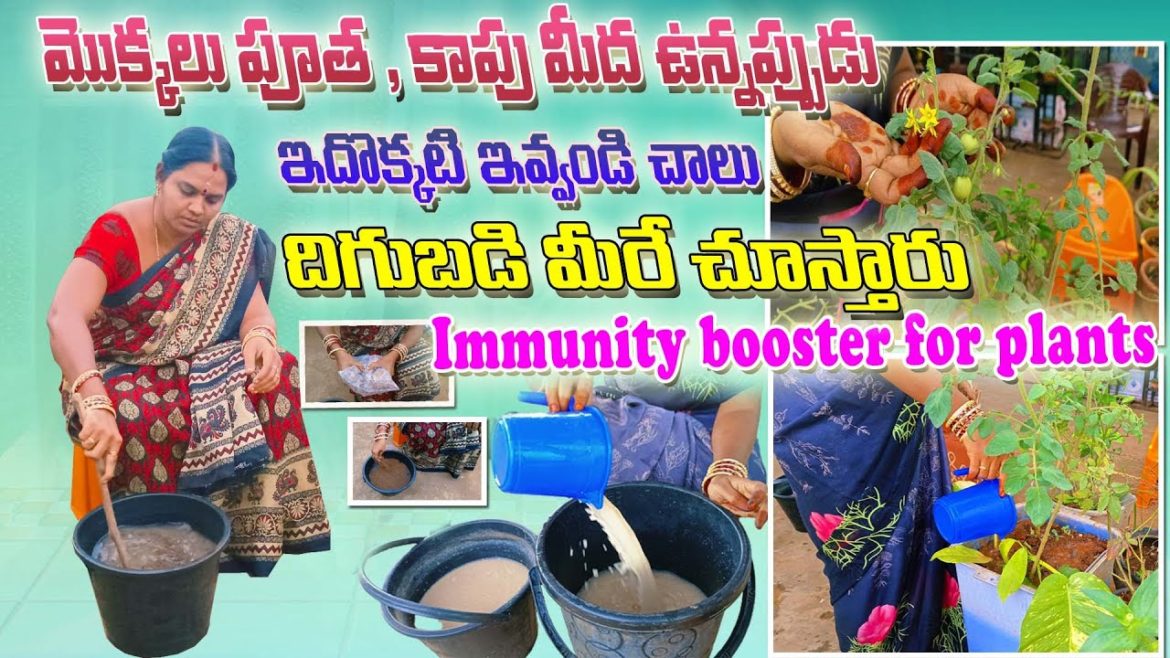 మీ మొక్కలకు ఇదొక్కఫెర్టిలైజెర్ ఇవ్వండి చాలు .. | Ground Nuts cake Fertilizer | ACH Gardening Vlogs