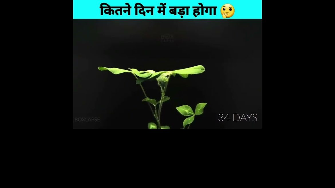 पेड़ पर फूल कब तक लग्गी 🤔 Timelapse Eating Video | #shorts #ytshorts #viral पेड़ पर फूल कब तक लग्गी 🤔 Timelapse Eating Video | #shorts #ytshorts #viral