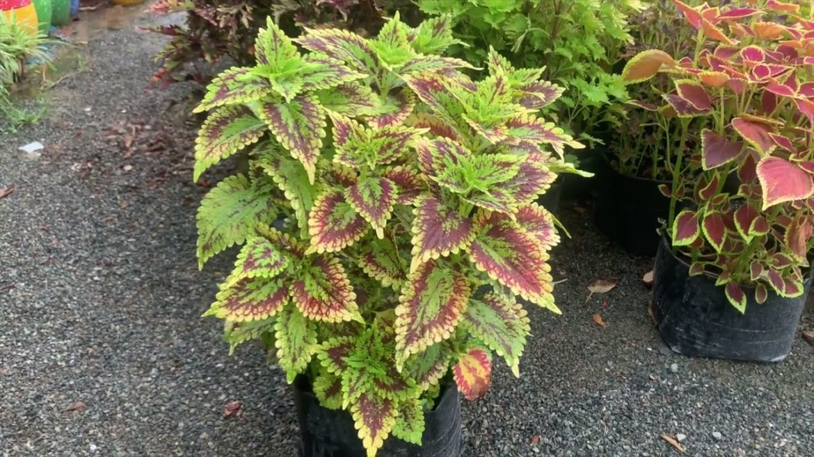 Growing Green coleus In River Bed Soil Garden Tips. Growing Green coleus In River Bed Soil Garden Tips.