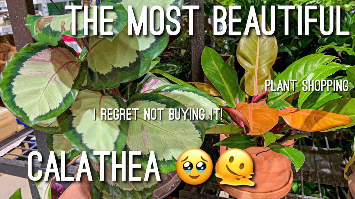 Stunning NEW Houseplants at Lowe’s! Come Plant Shopping w/ me at a local Big Box Store in SA TX 🪴