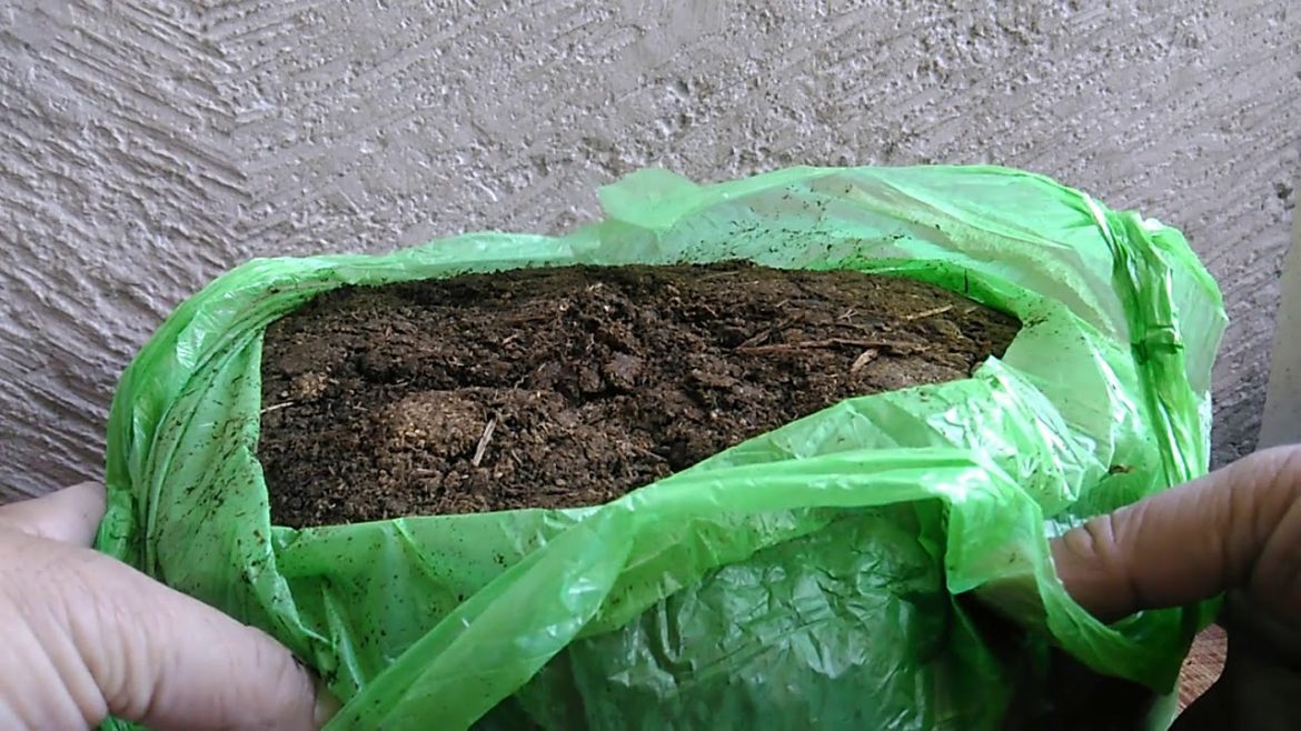 Container Gardening : Dried Cow Manure from Shopee Online