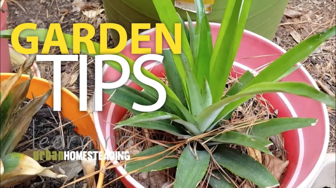 Garden Tips: Growing Store Bought Food with Propagation | 2 NEW Grapevine Branches from ONE Garden Tips: Growing Store Bought Food with Propagation | 2 NEW Grapevine Branches from ONE