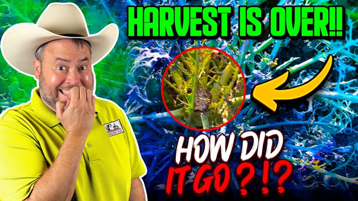 HOMESTEAD GARDENING - FINAL HARVEST OF THE SEASON!!