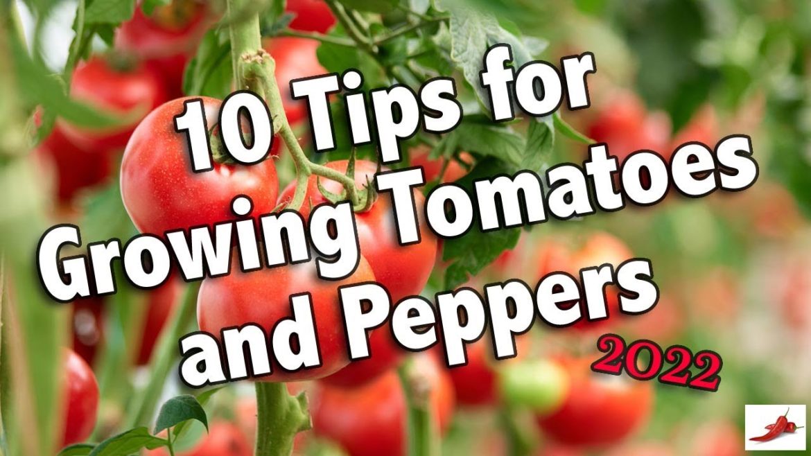 10 Tips for growing tomatoes and peppers with the Desert Gardener.