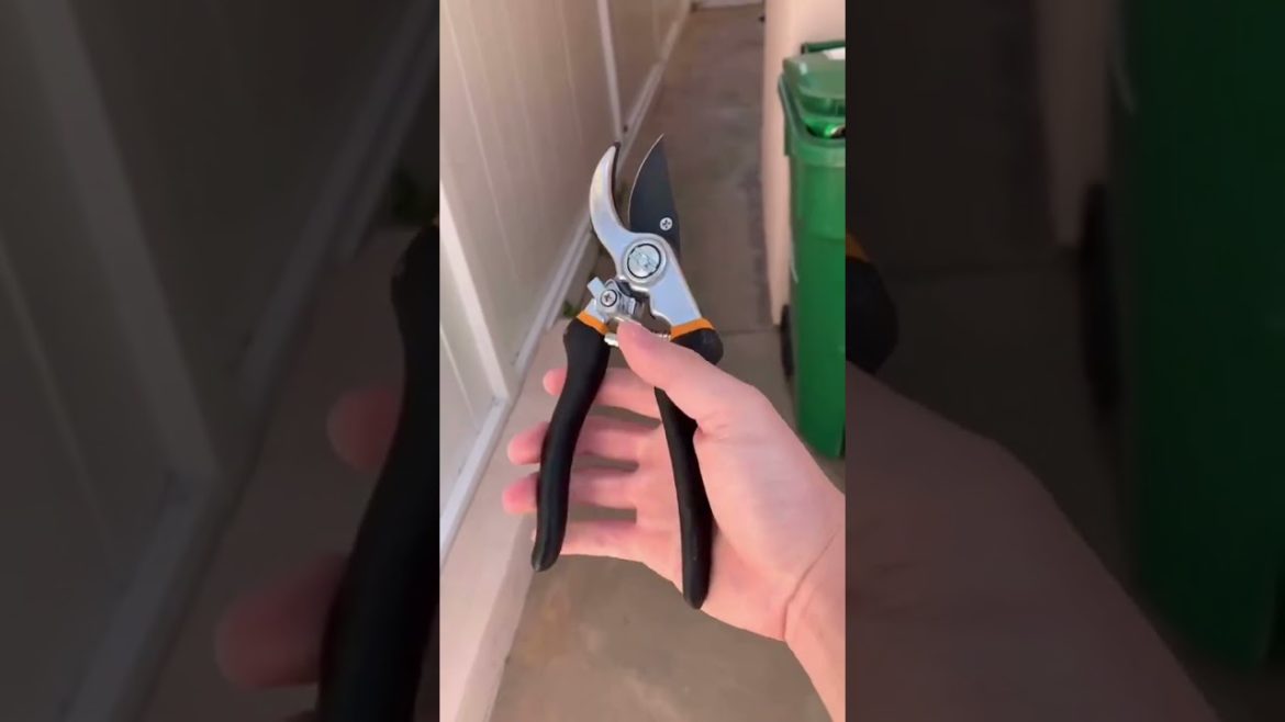 Caring Tips For Rose Garden