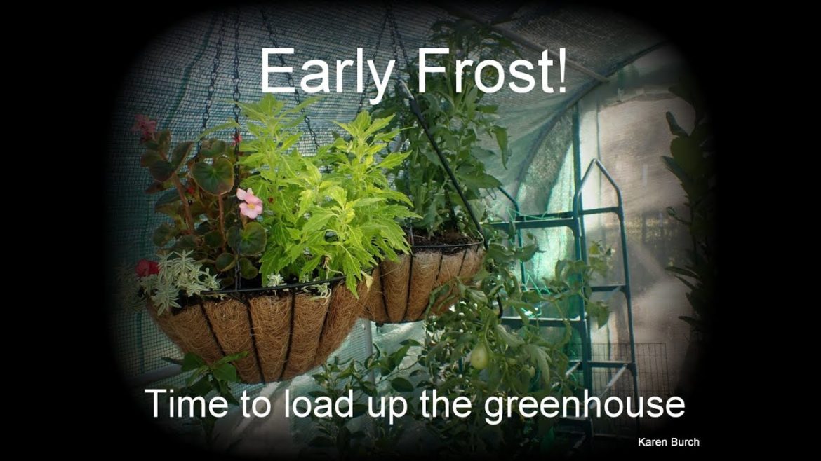 It is time to Protect my tropical plants fruit trees from freezing Overwintering Ohuhu greenhouse