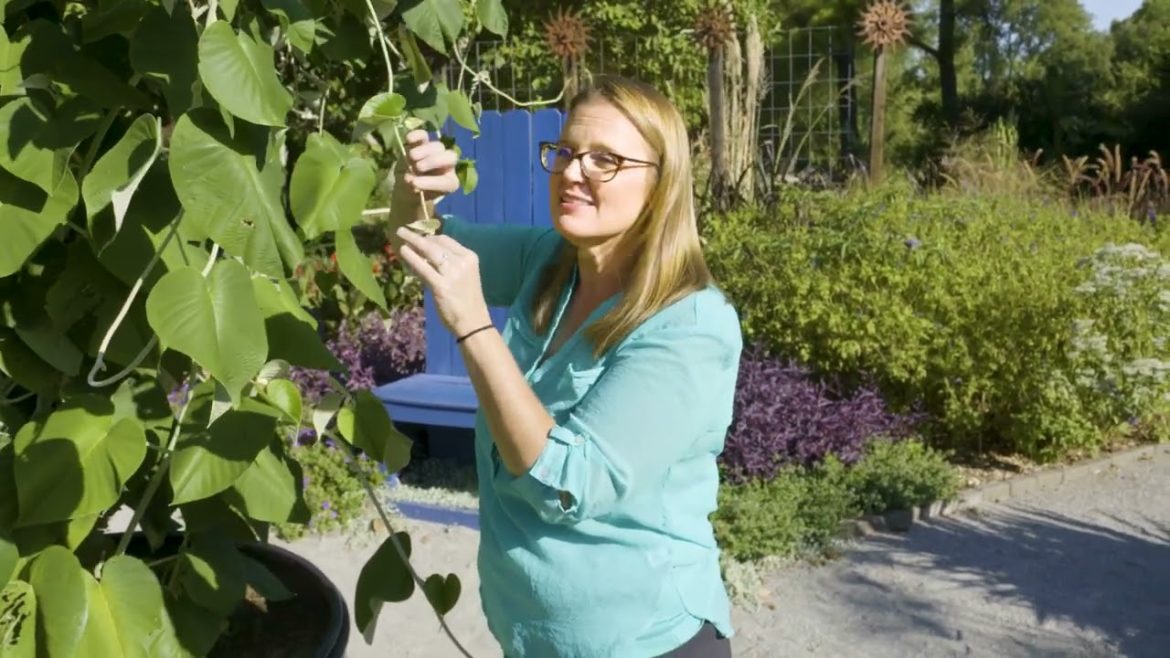Woolly Morning Glory