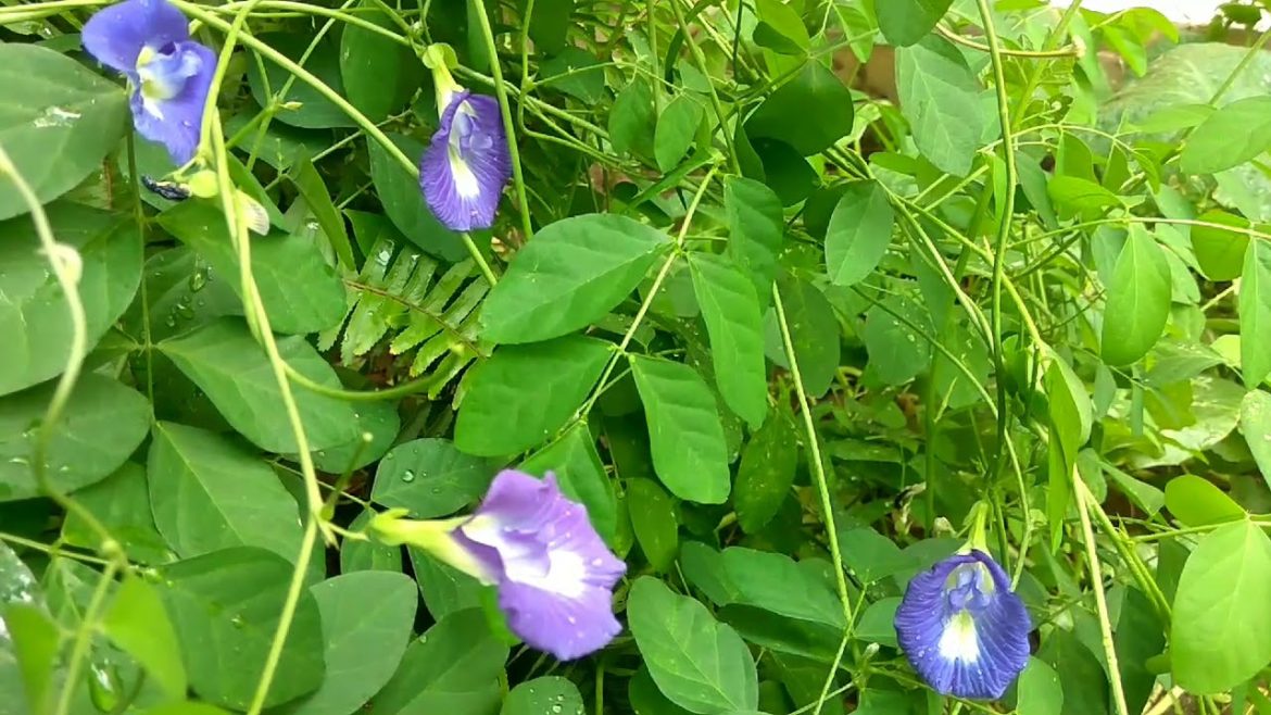 How to grow and care Aprajita (Shankpushpi) plant - Mita Bishnoi Garden tips