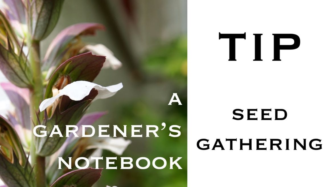 A Gardener's Notebook Tip – Seed Gathering – July 27, 2013 A Gardener's Notebook Tip - Seed Gathering - July 27, 2013
